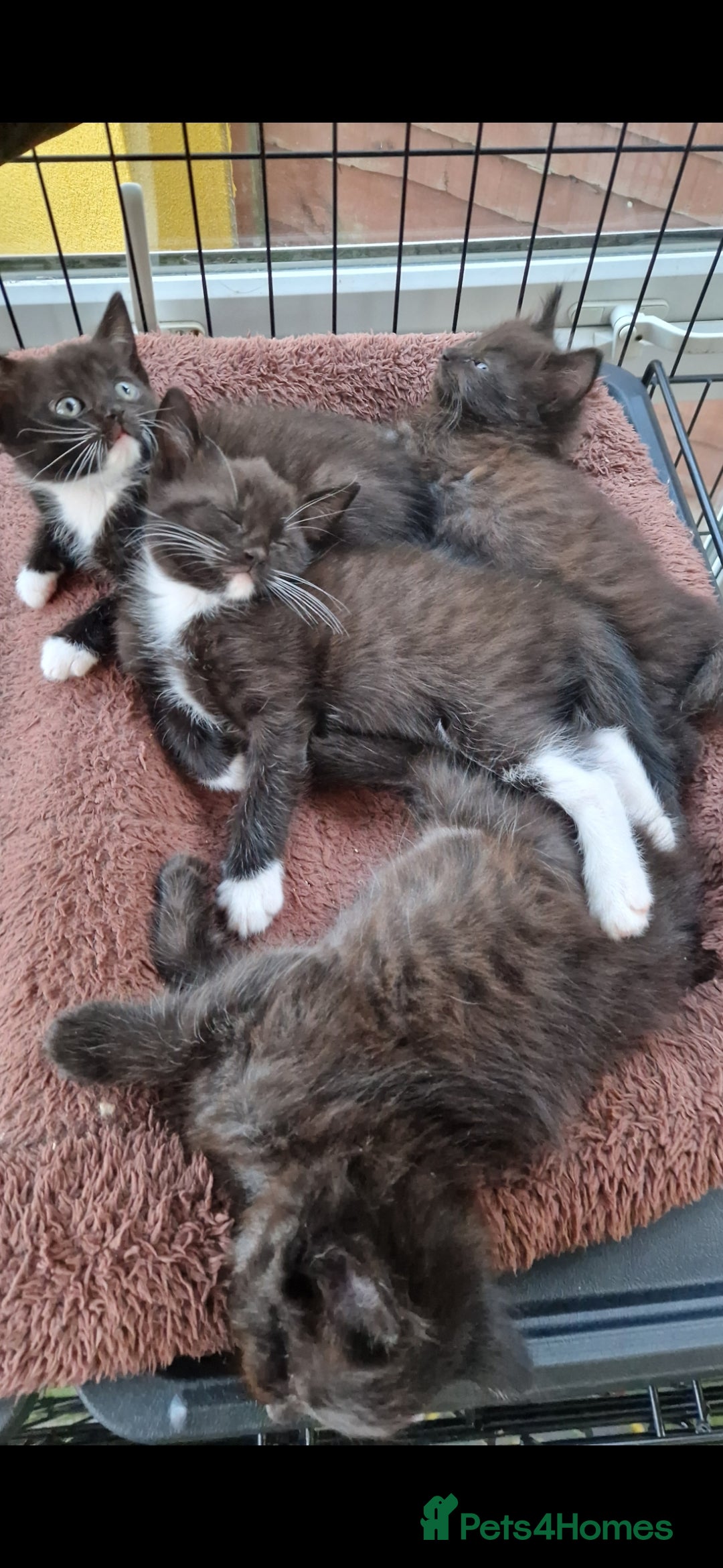 Mixed Breed cats for sale: Kittens 🐈‍⬛ - Image 15