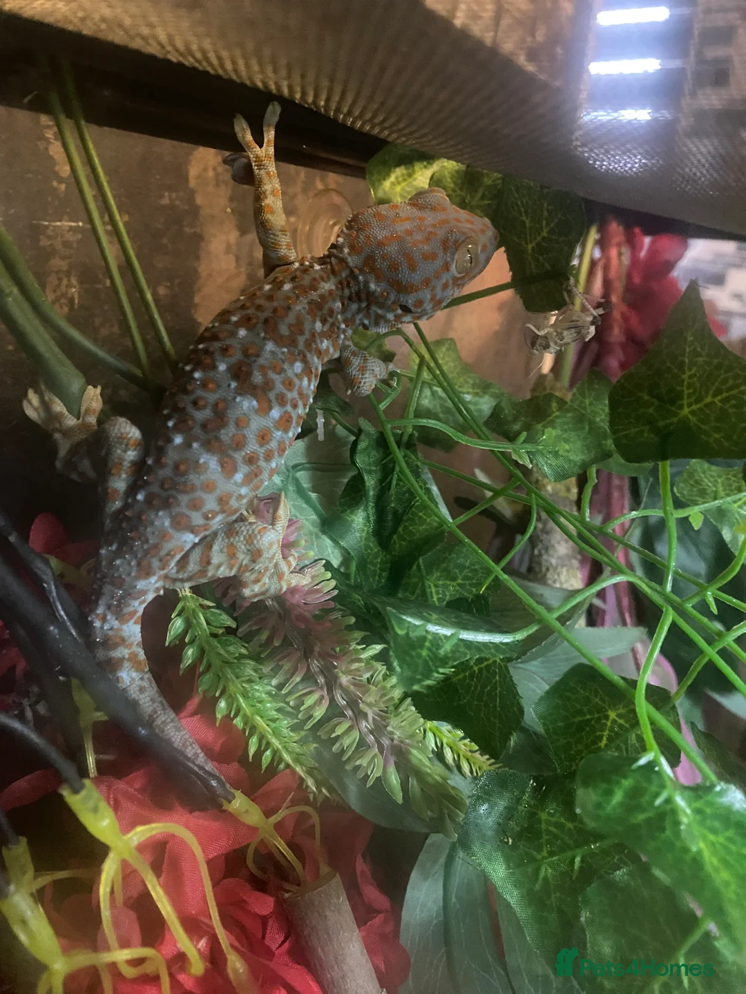 Leopard Gecko reptiles for sale: Torkay leopard gecko  - Advert 1