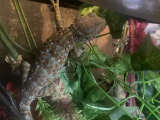 Leopard Gecko reptiles Torkay leopard gecko - Advert 1