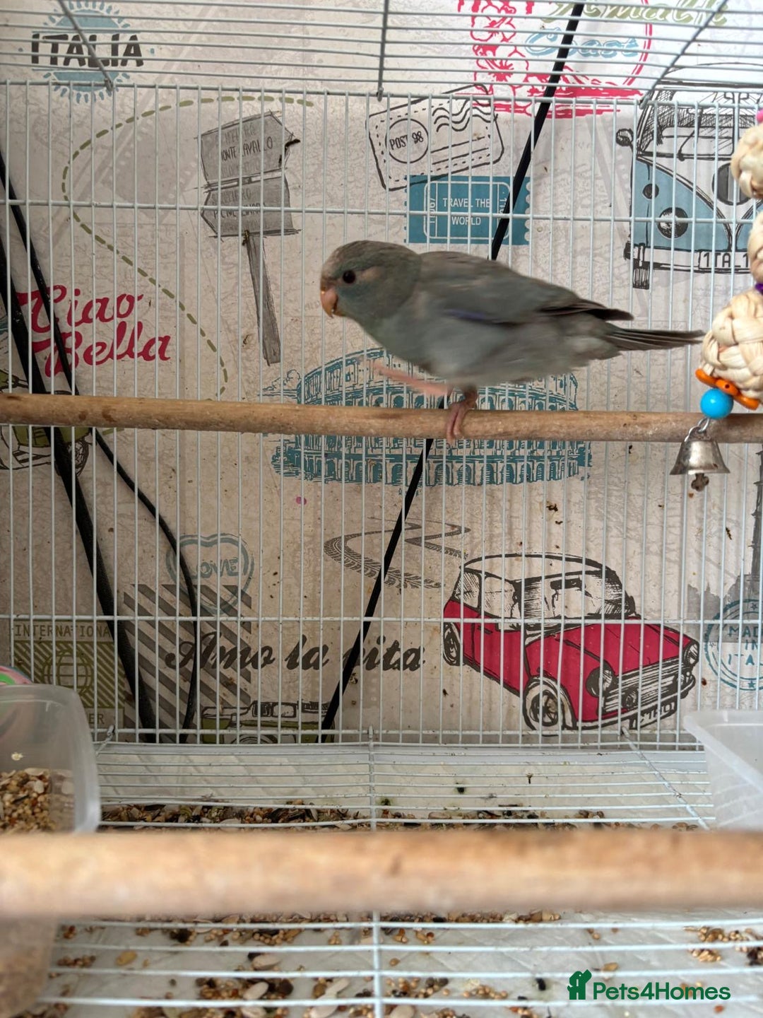 Parakeets birds for sale: Male kakariki  - Image 8