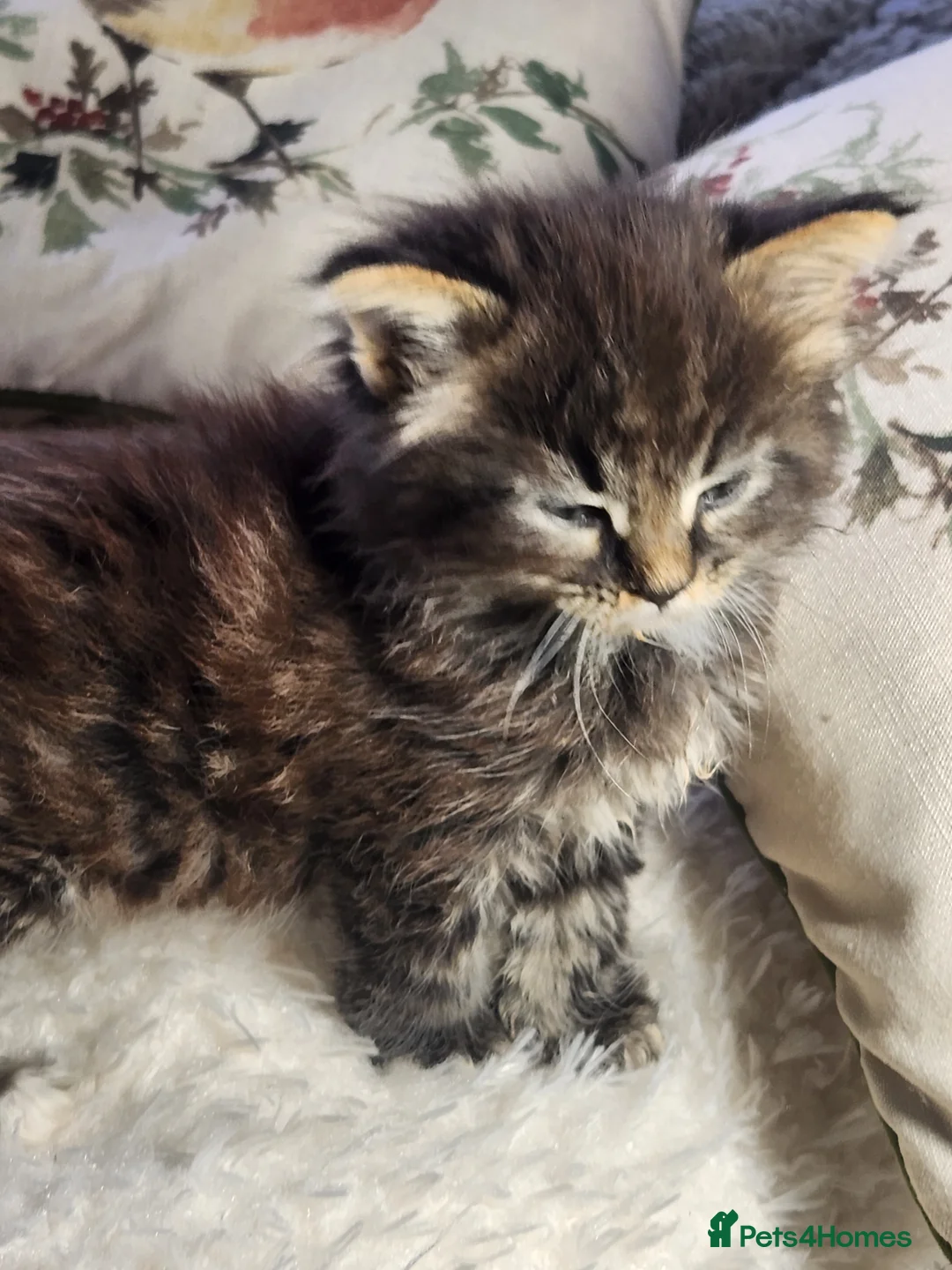 Maine Coon cats for sale:  Ready Now! Maine coon Kittens  - Advert 31