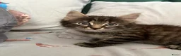 Mixed Breed cats for sale: Tabby kittens available from 17th july - Advert 5