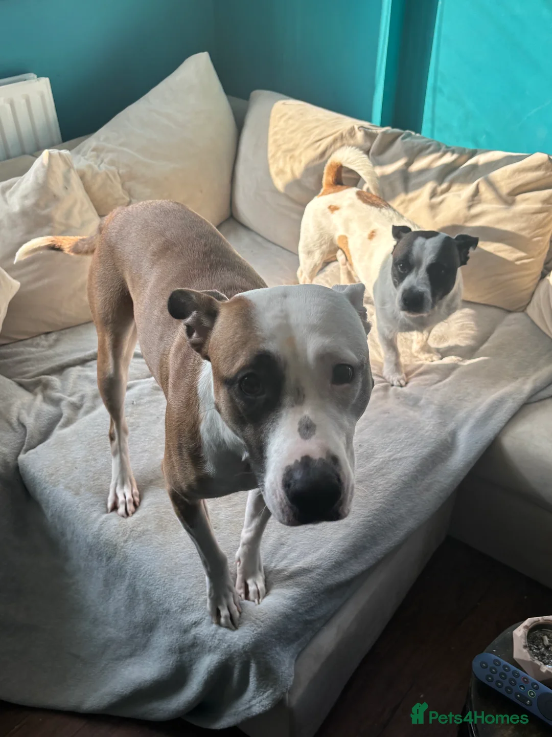 Mixed Breed dogs for sale:  JR Staff X Staffy Lurcher Puppies  - Advert 2