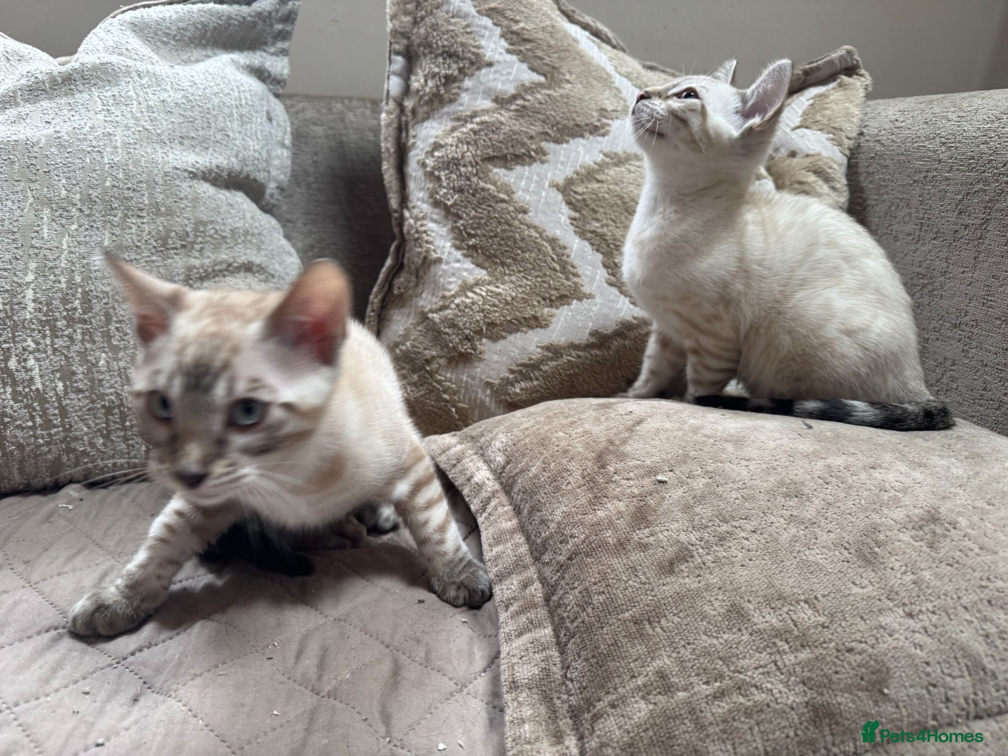 Bengal cats Stunning TICA Registered Snow Lynx Bengal Kittens - Advert 2