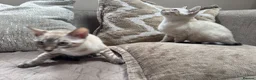 Bengal cats for sale: Stunning TICA Registered Snow Lynx Bengal Kittens - Advert 2