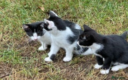 Mixed Breed cats for sale: Kittens - Image 3