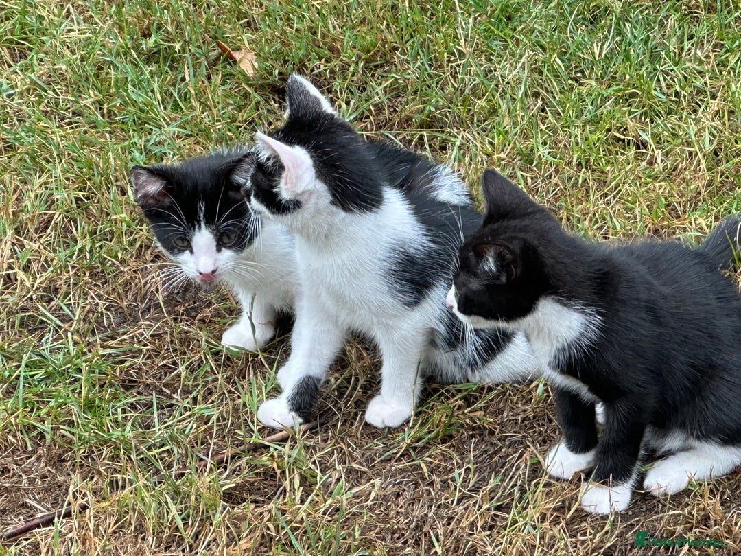 Mixed Breed cats for sale: Kittens - Image 3