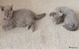 British Shorthair cats for sale: Blue British shorthairs 1 boy 2 girls ready now!! - Image 6
