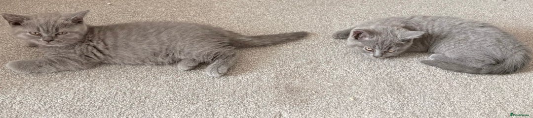British Shorthair Kitten 2