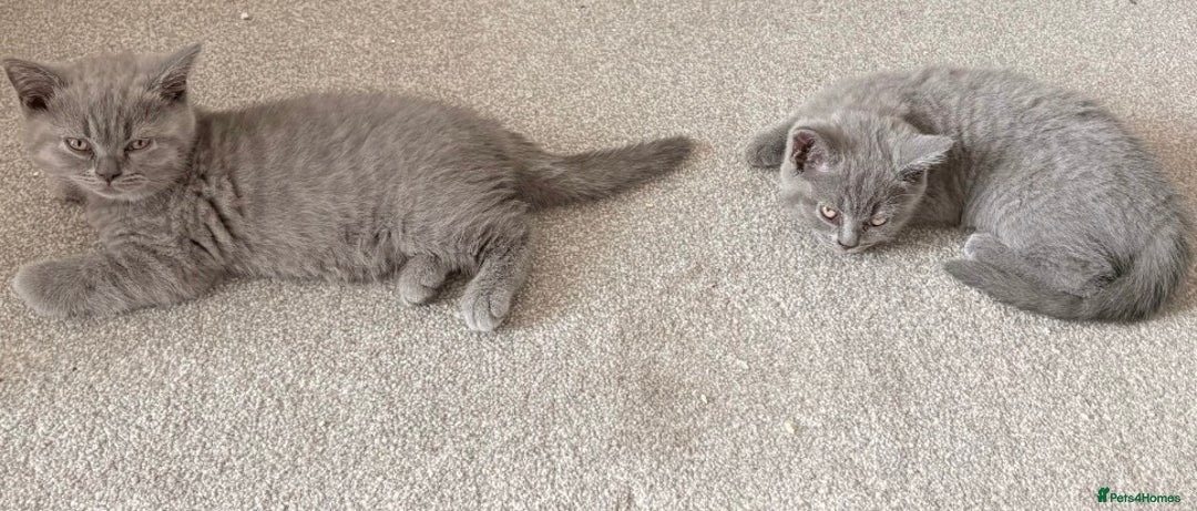 British Shorthair cats for sale: Blue British shorthairs 1 boy 2 girls ready now!! - Image 6