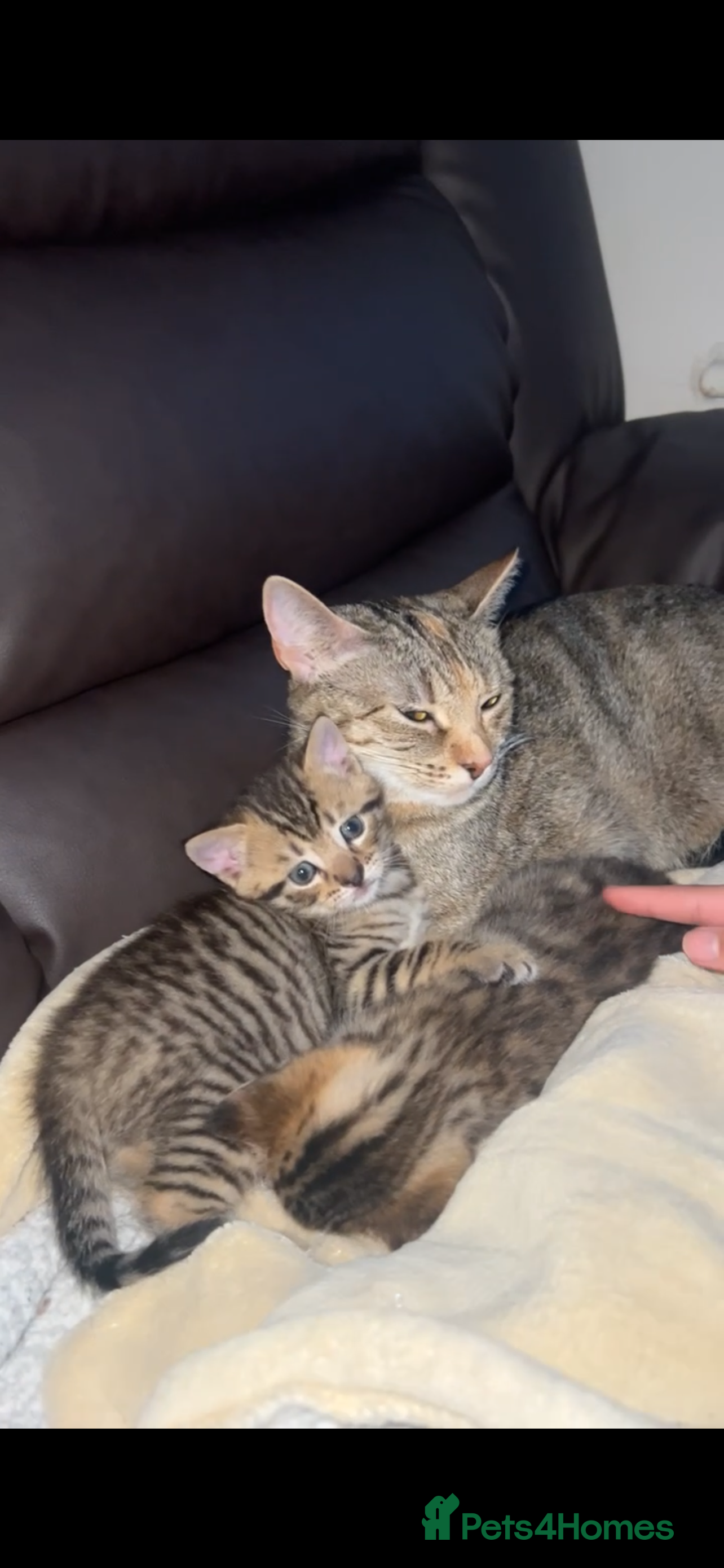 Mixed Breed cats Adorable Tabby Kittens Looking for Loving Homes 🐾 - Advert 1