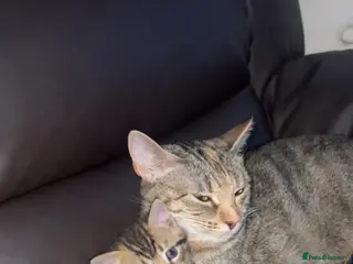 Mixed Breed cats Adorable Tabby Kittens Looking for Loving Homes 🐾 - Advert 1