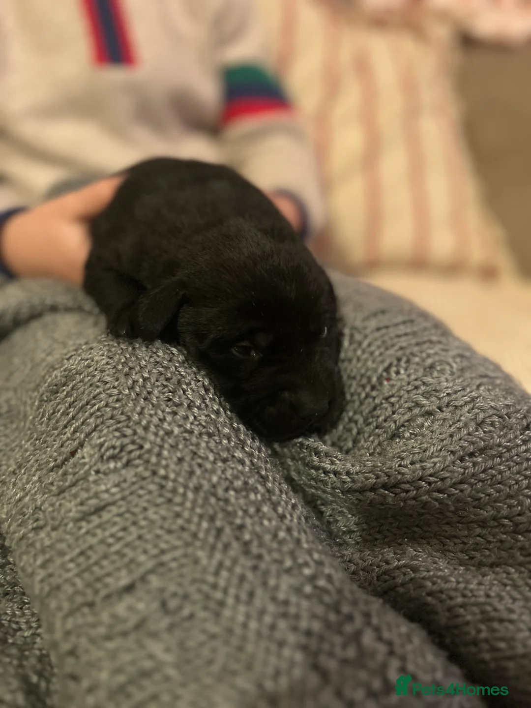 Labrador Retriever dogs for sale: Labrador Puppies - Advert 21