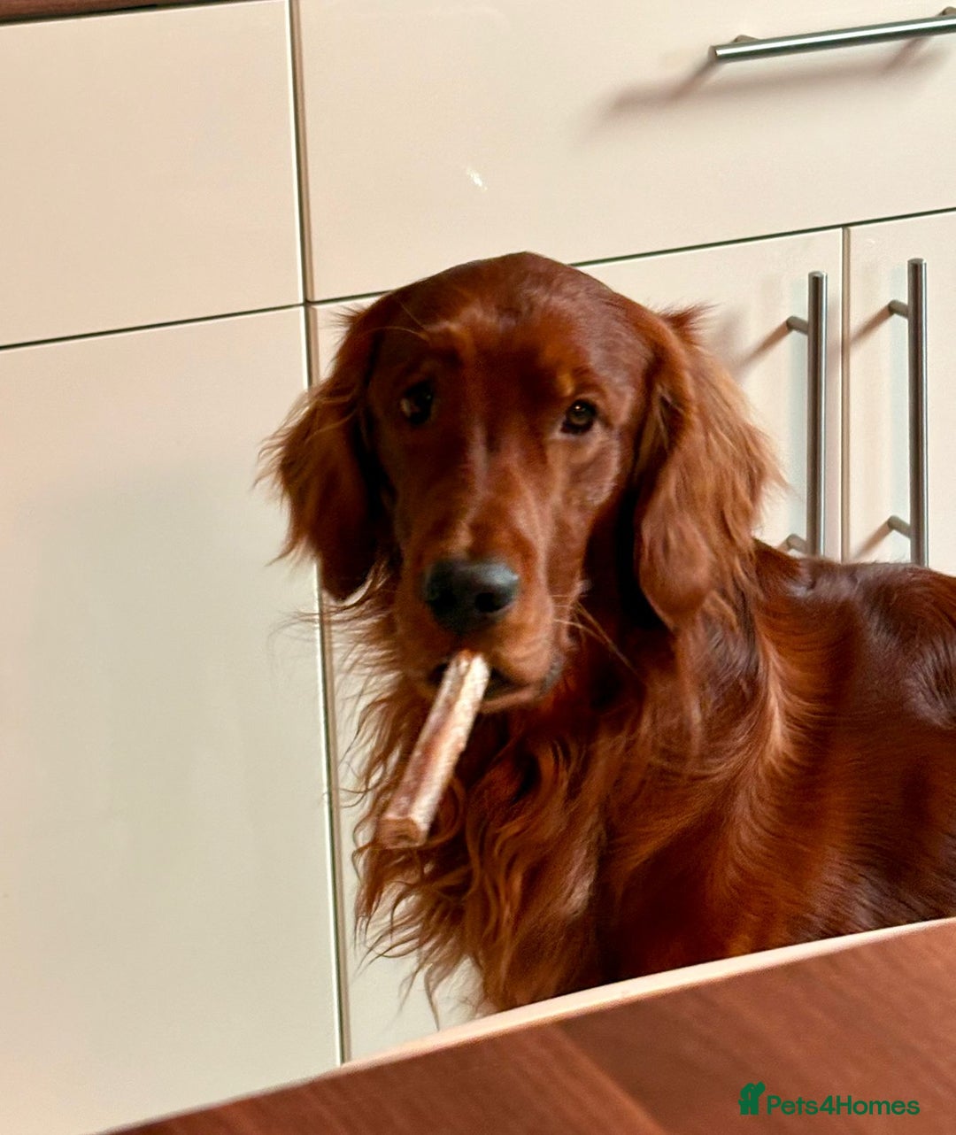 Irish Setter dogs for sale: Rare Golden Irish litter - Image 37