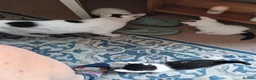 Mixed Breed cats for sale: M/F kittens ready to leave now in Great Yarmouth - Advert 5