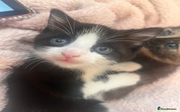 Mixed Breed cats for sale: 2 kittens  - Image 12