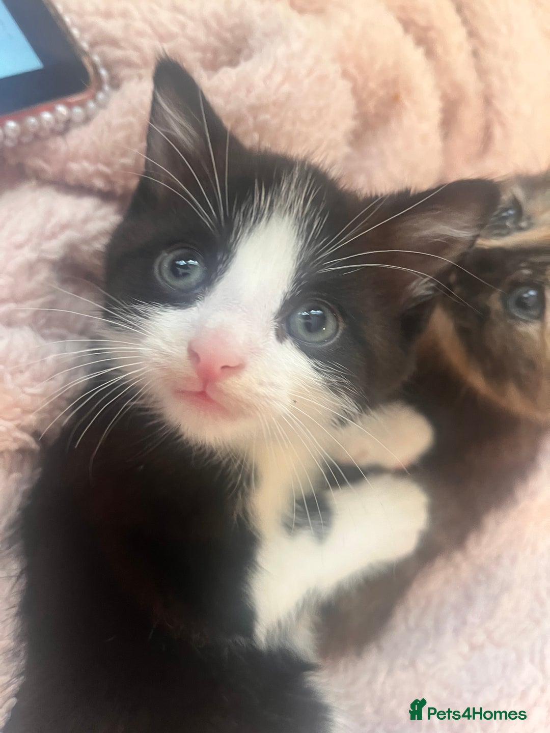Mixed Breed cats for sale: 2 kittens  - Image 12