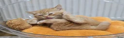 British Shorthair cats for sale: Beautiful Ginger Girl Tabby BSH Kitten - Advert 23