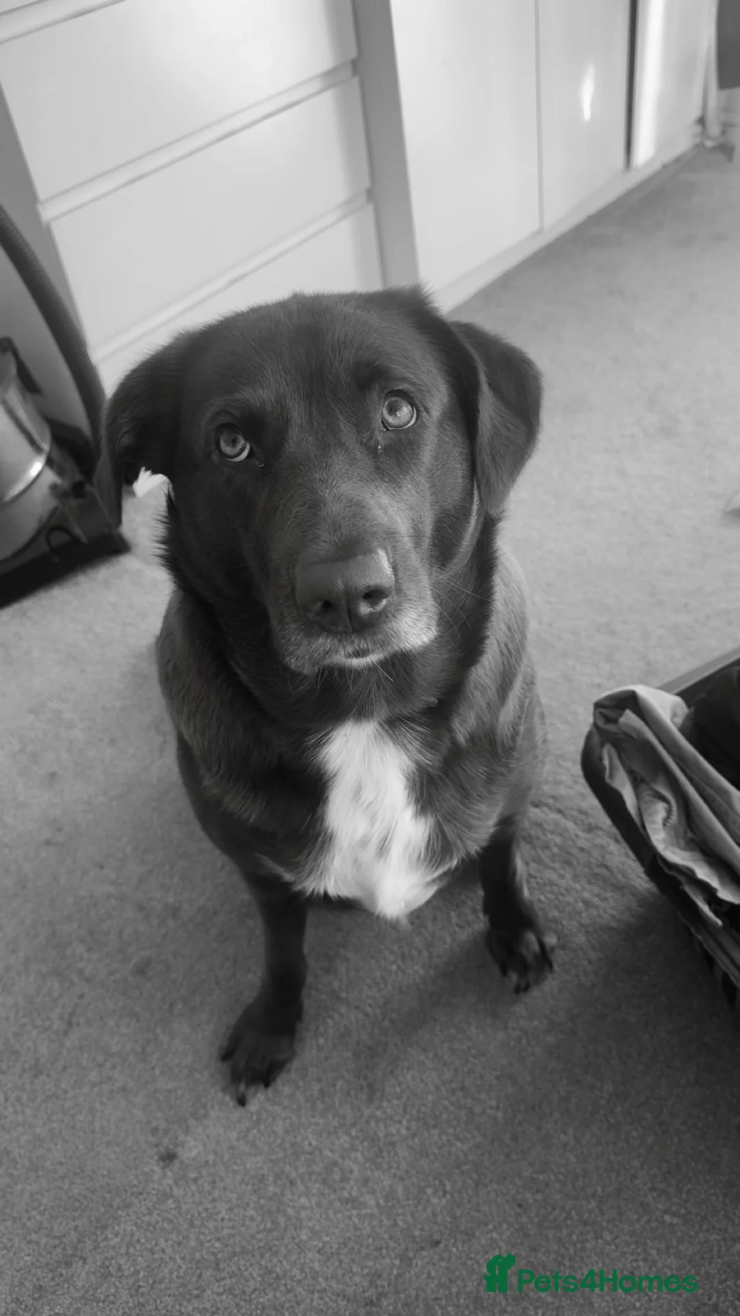 Mixed Breed dogs for sale: Female chocolate collidor (Lab x Rough collie) - Advert 2