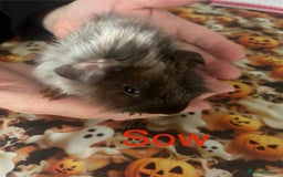 Guinea Pig rodents for sale: Bonded sows and boars £40 pair - Image 12
