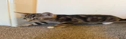 Mixed Breed cats for sale: Beautiful kittens ready now  - Advert 5