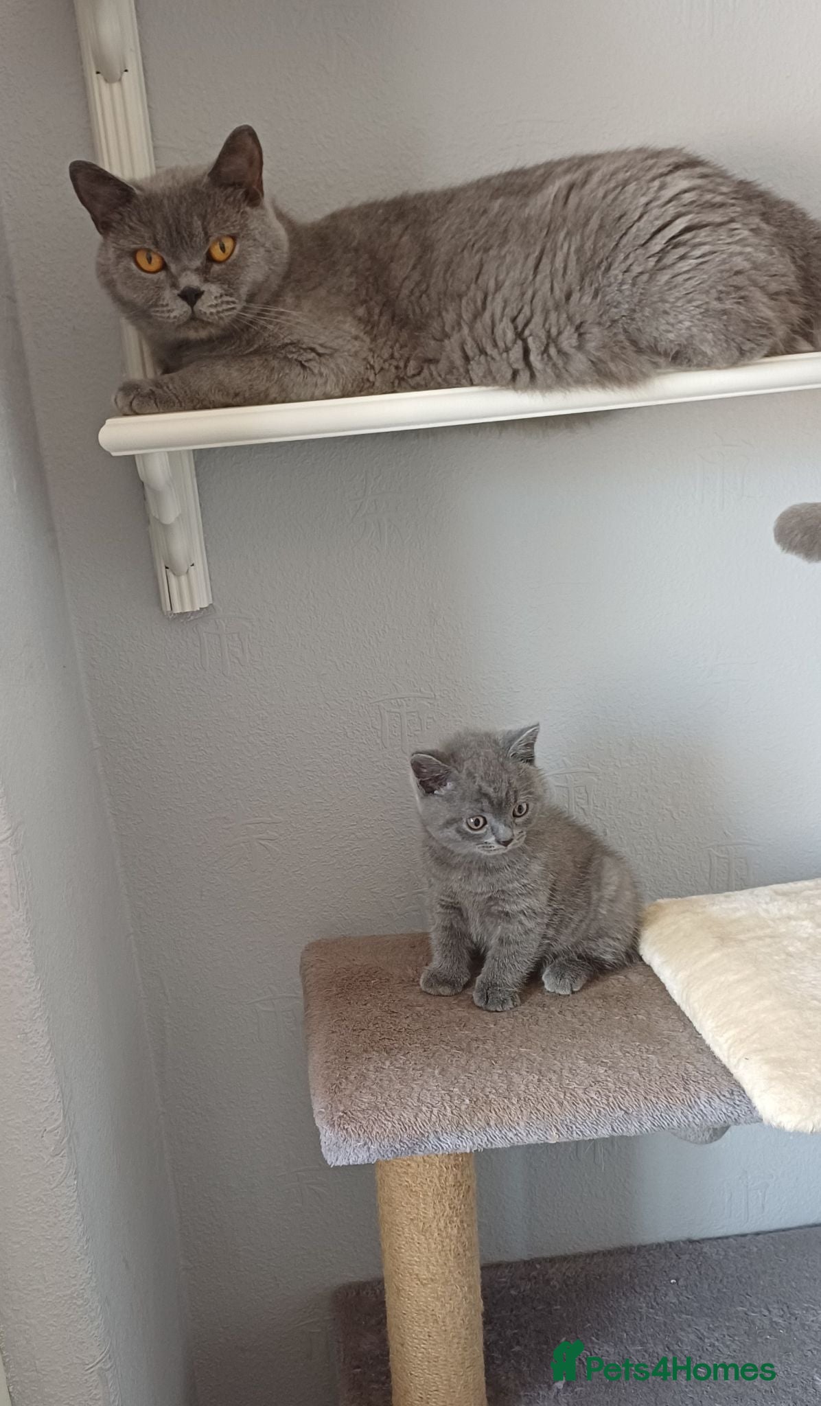 British Shorthair cats British Blue Shorthair Kittens ♡ - Advert 2