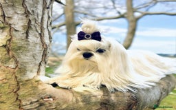 Maltese dogs for sale: 🌟Maltedoll Tiny Korean Maltese KC Reg🌟 - Image 20