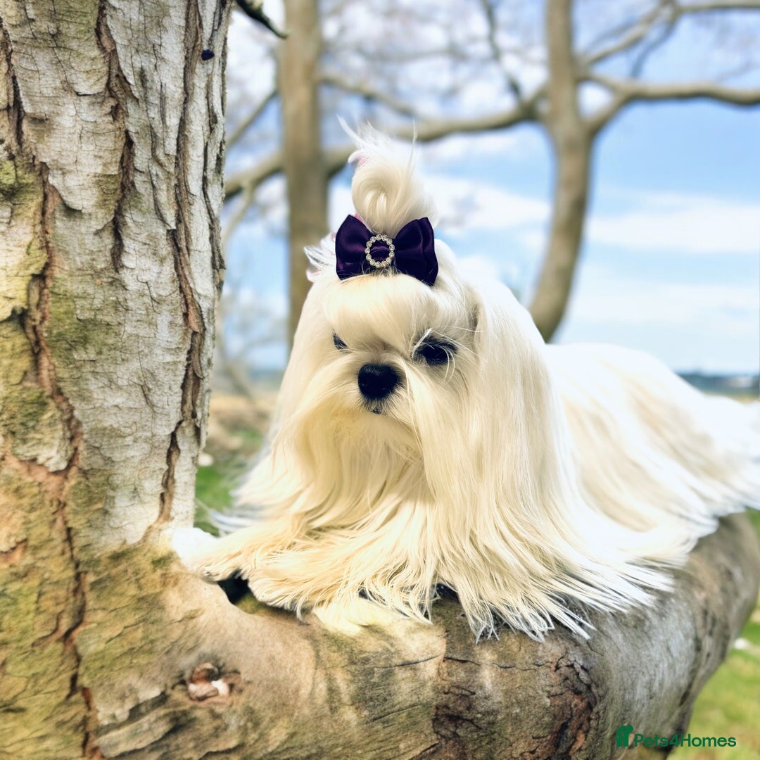 Maltese dogs for sale: 🌟Maltedoll Tiny Korean Maltese KC Reg🌟 - Image 20