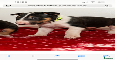 English Bull Terrier dogs - Advert 5