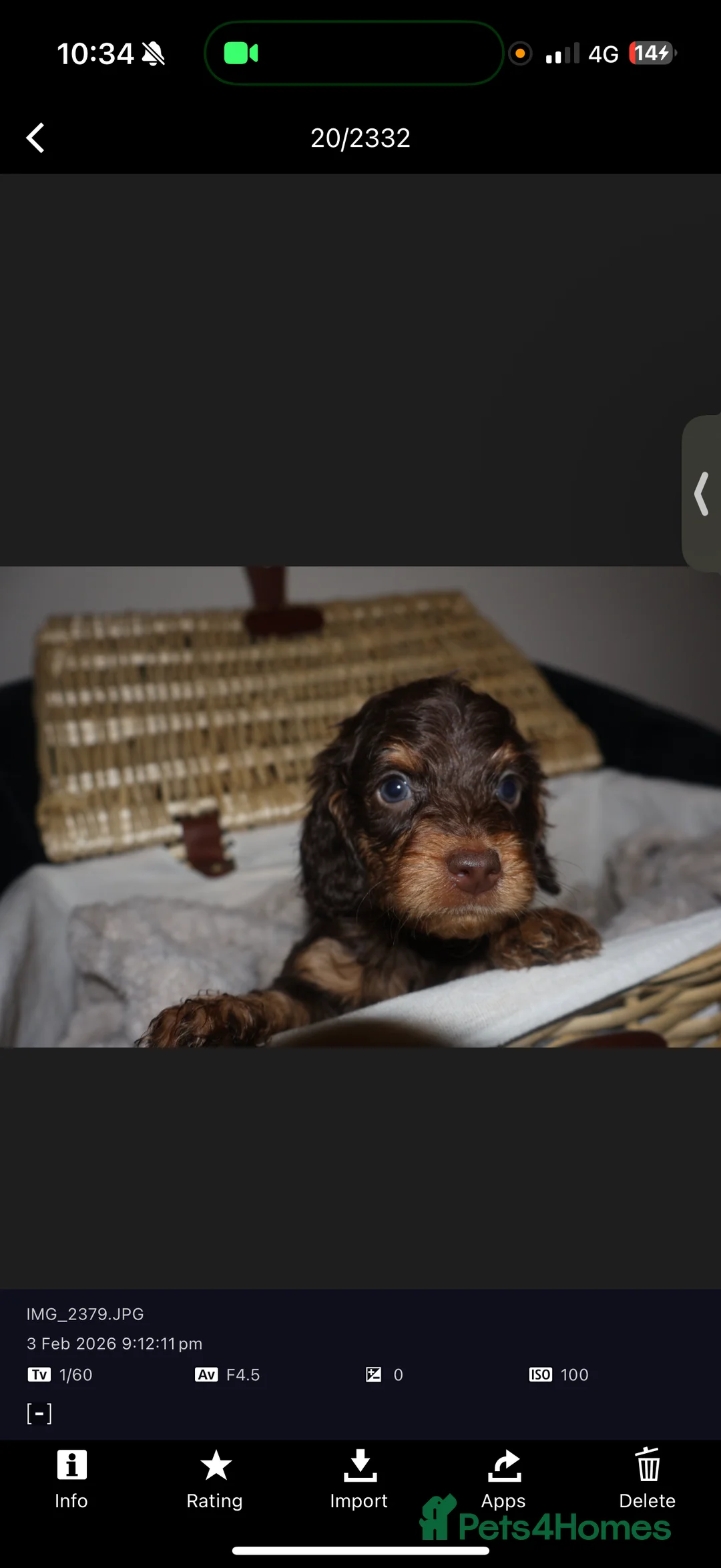 Cockapoo dogs for sale: Exceptional cockapoo puppies  - Advert 2