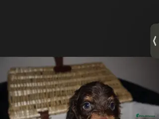 Cockapoo dogs Exceptional cockapoo puppies - Advert 10