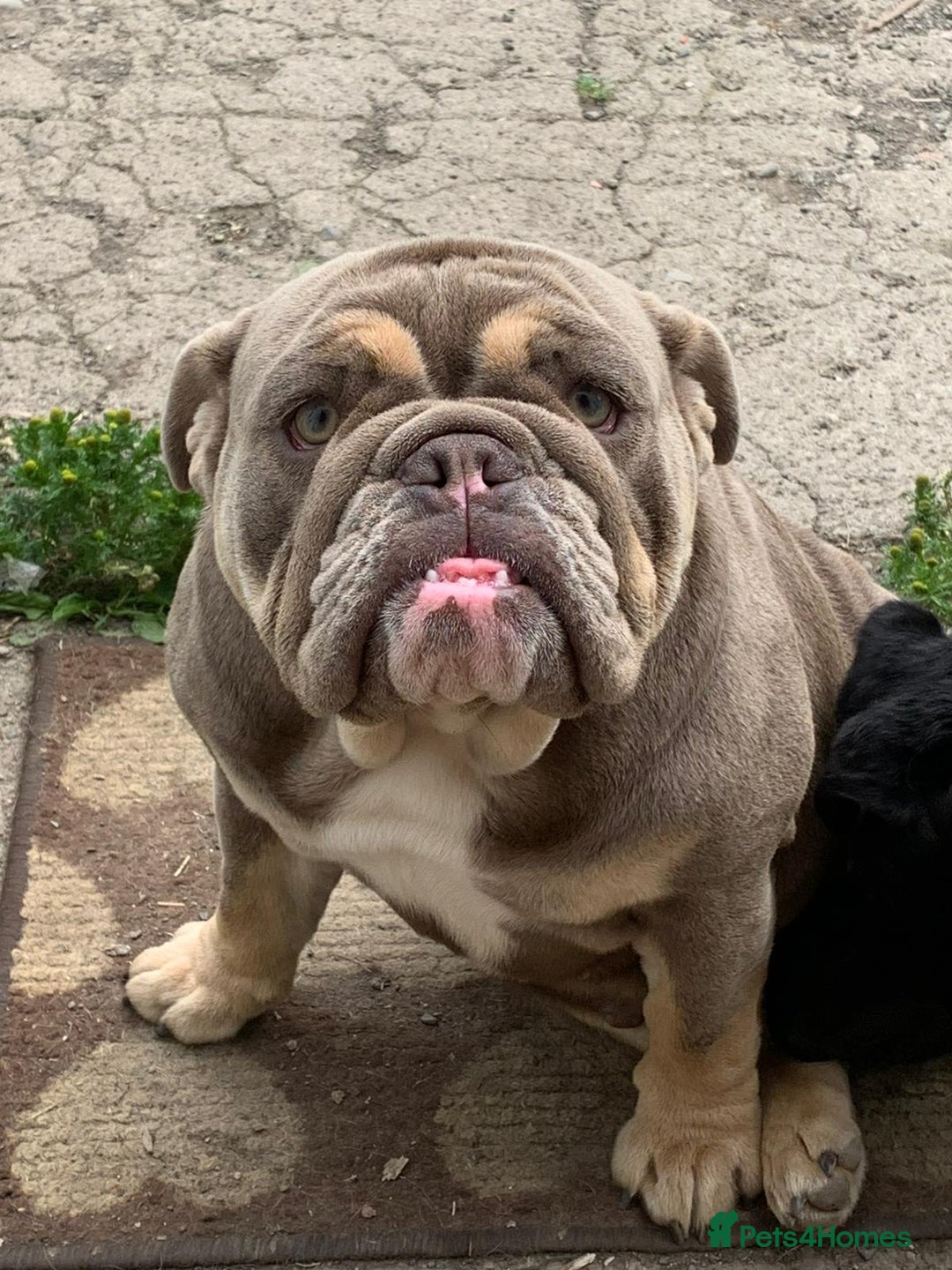 English Bulldog dogs for sale: English Bulldog Puppies Coloured  - Advert 10