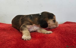 Cocker Spaniel dogs for sale: Quality Sable Show Cocker spaniel Puppies - Image 16