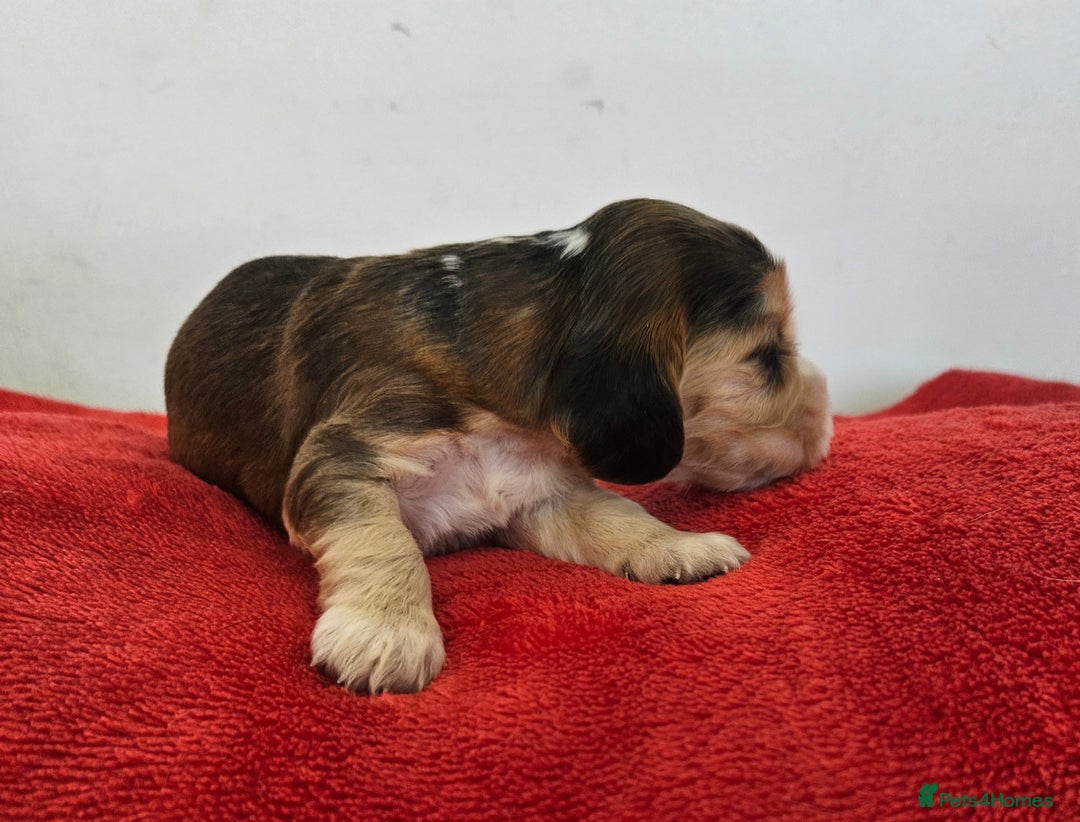 Cocker Spaniel dogs for sale: Quality Sable Show Cocker spaniel Puppies - Image 16