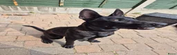 Mixed Breed dogs for sale: German/Belgian Shepherd Puppy - Advert 7