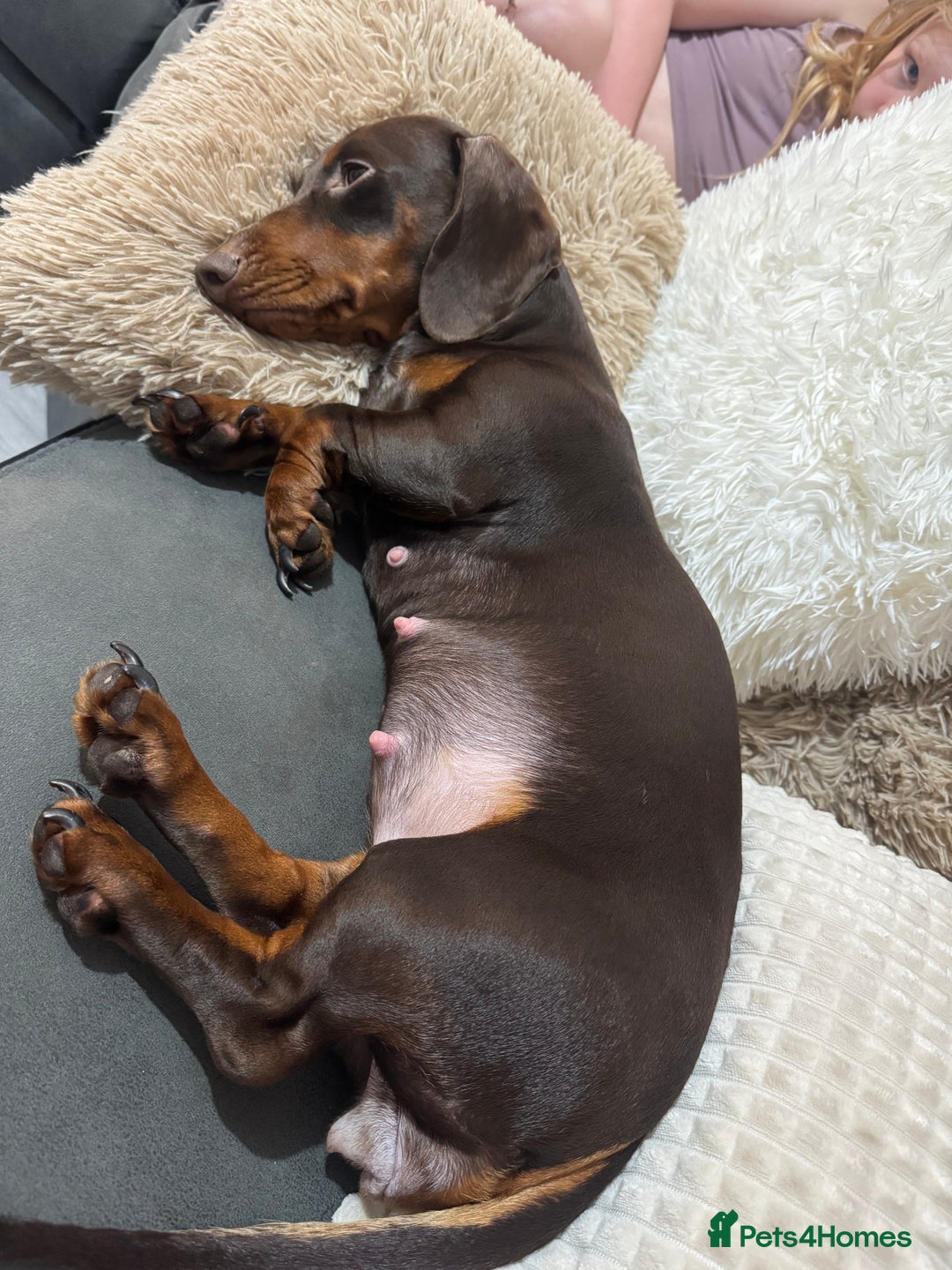 Dachshund dogs for sale: Dachshund Puppies – Waiting List Open 🐾 - Advert 1