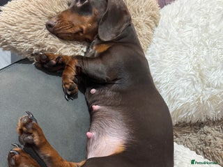 Dachshund dogs Dachshund Puppies – Waiting List Open 🐾 - Advert 17