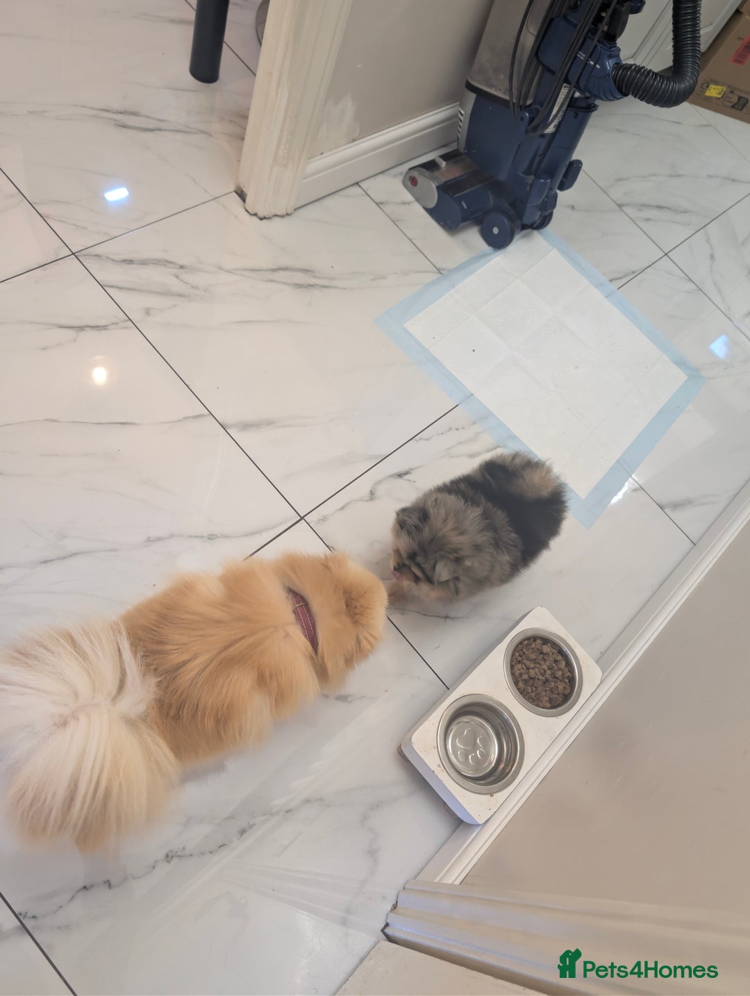 Pomeranian dogs for sale: Pomeranian girl puppy  - Advert 14