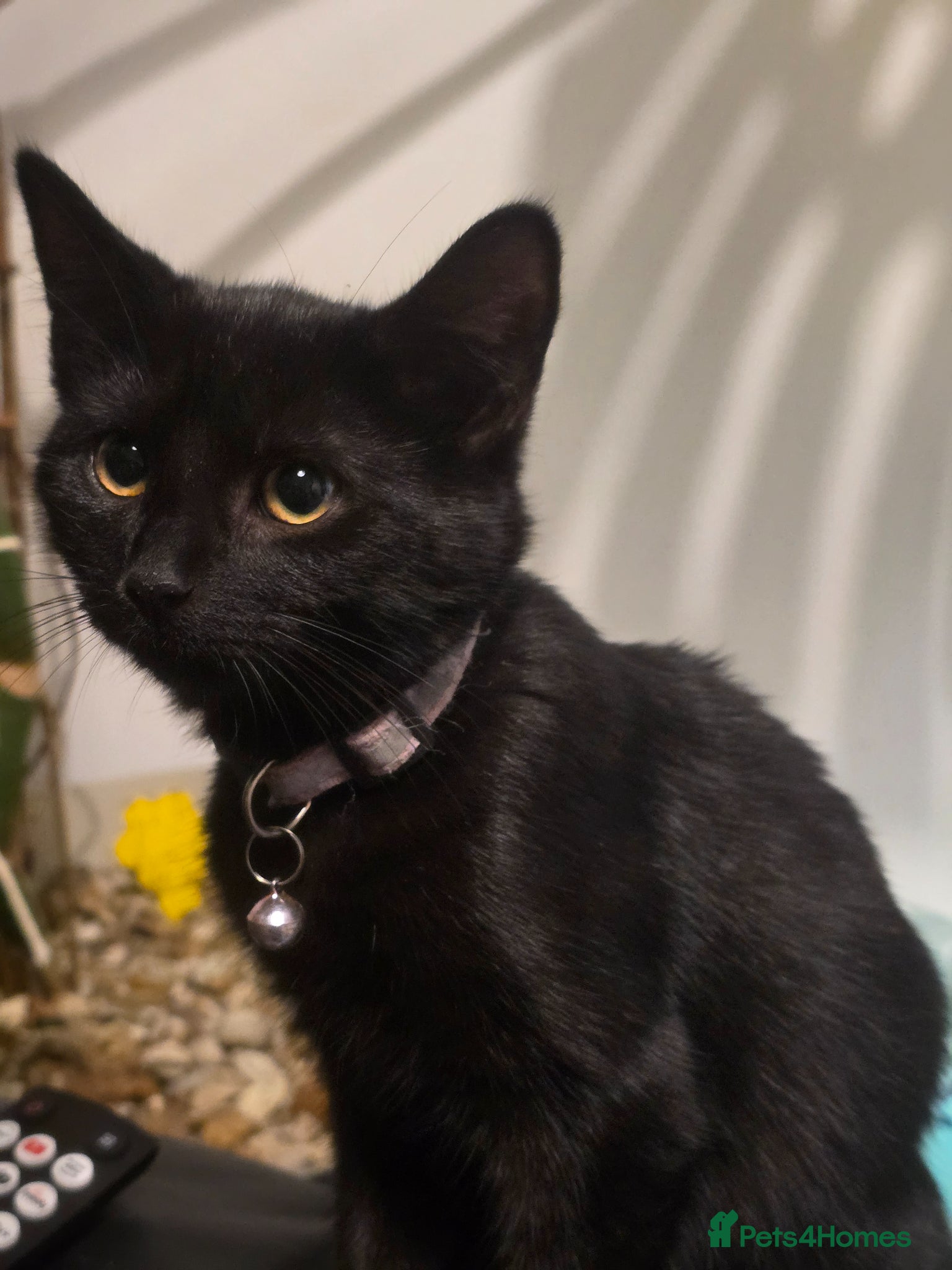 Mixed Breed cats for sale: 5 beautiful kittens looking for their forever home in Fleetwood - Advert 1