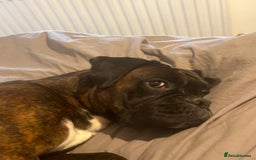 Boxer dogs for sale: Male boxer - Image 2