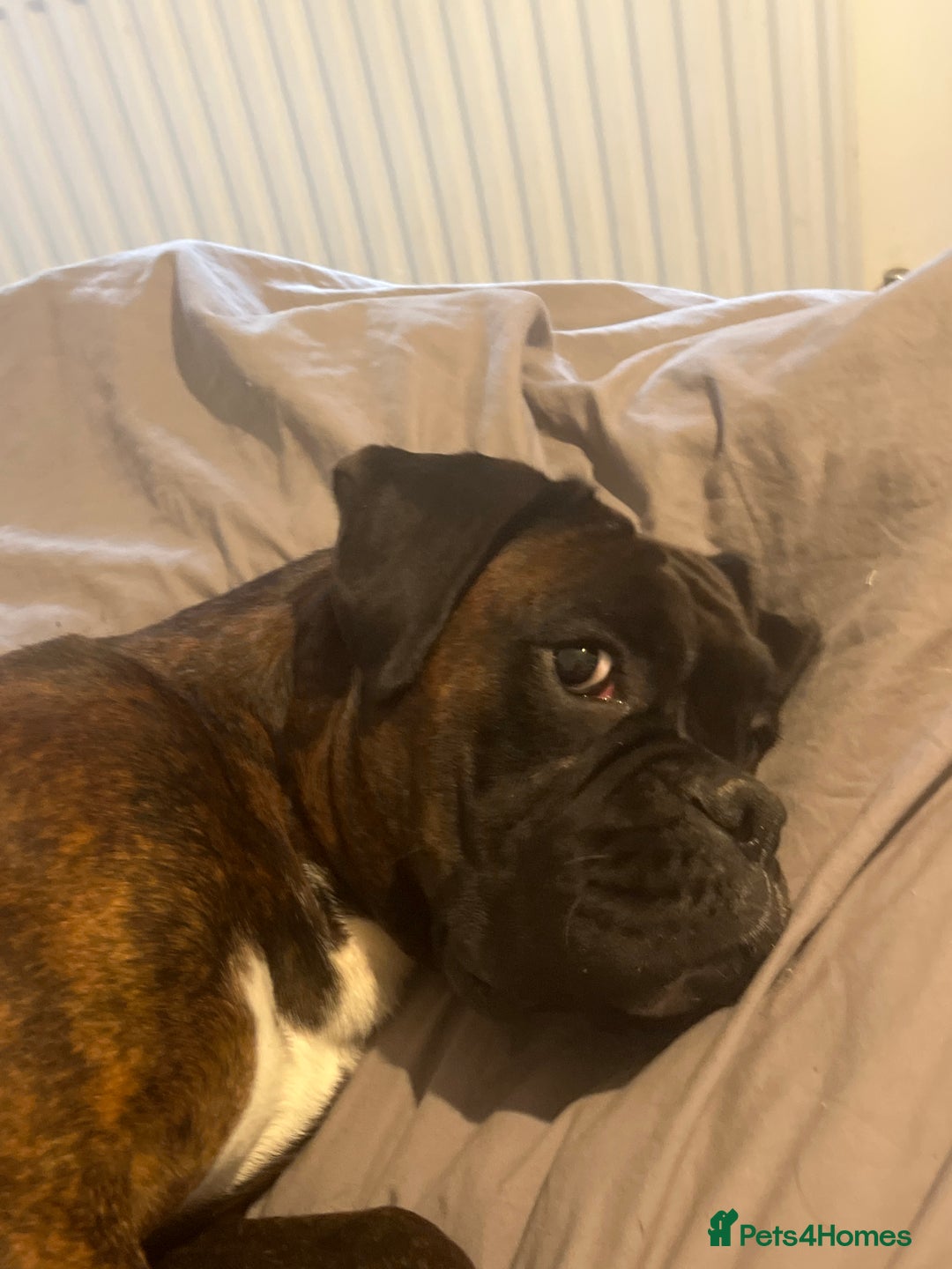 Boxer dogs for sale: Male boxer - Image 2