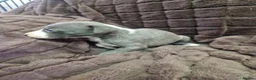 Whippet dogs for sale: Whippet pups  - Advert 7