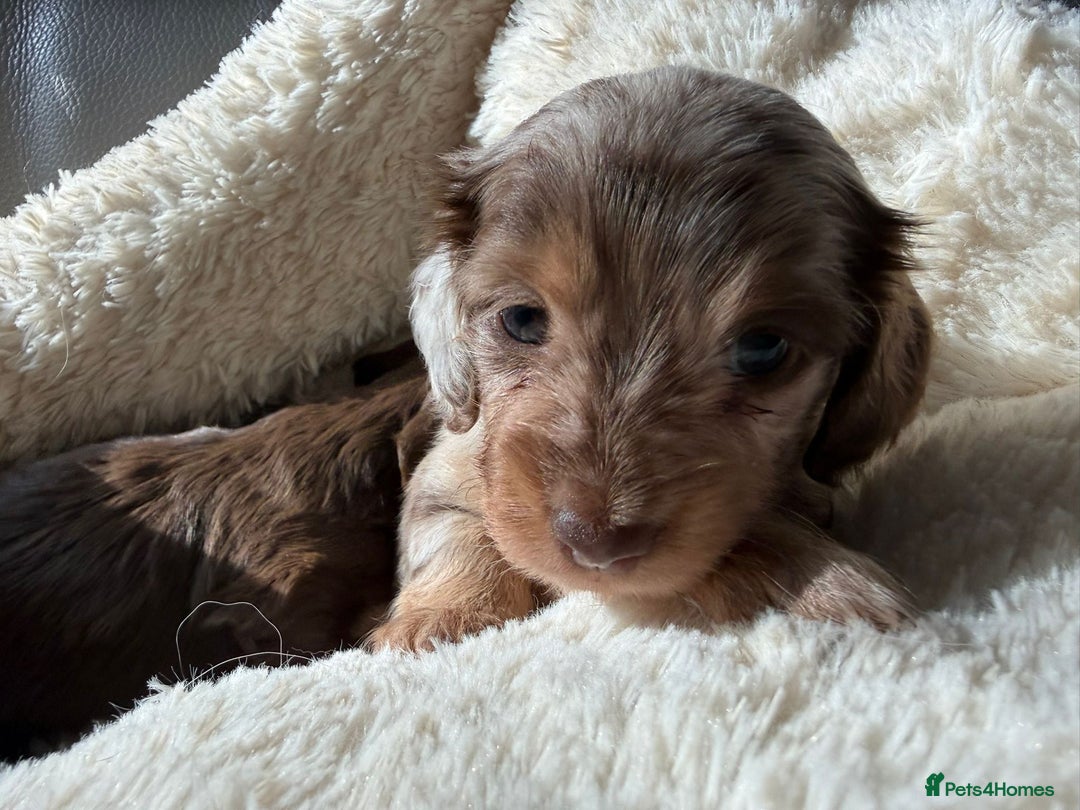 Miniature Dachshund dogs for sale: Fantastic long haired miniature dachshund - Image 7