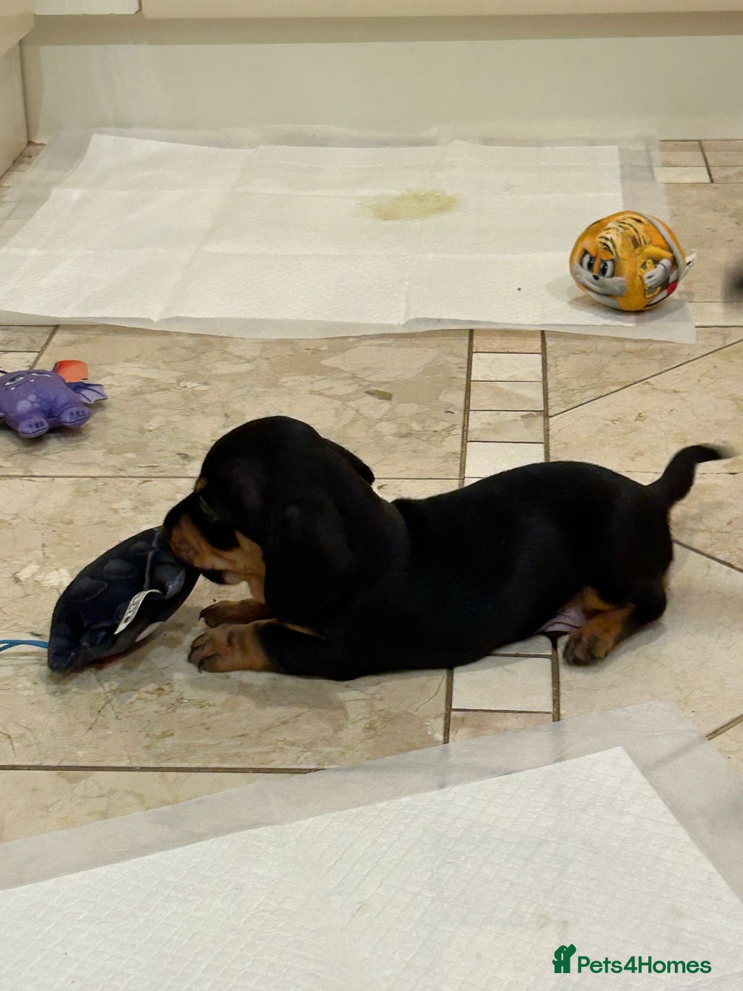 Dachshund dogs for sale: 4 gorgeous pups - Advert 7