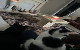 Domestic Shorthair cats for sale: Two cats male and female lovely need loving home  - Image 7