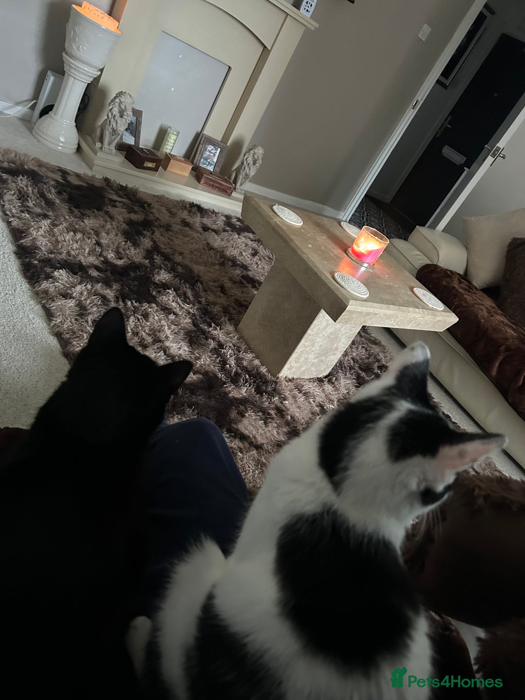 Domestic Shorthair cats for sale: Two cats male and female lovely need loving home  - Image 7