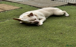 French Bulldog dogs for sale: Little Juno… - Image 2