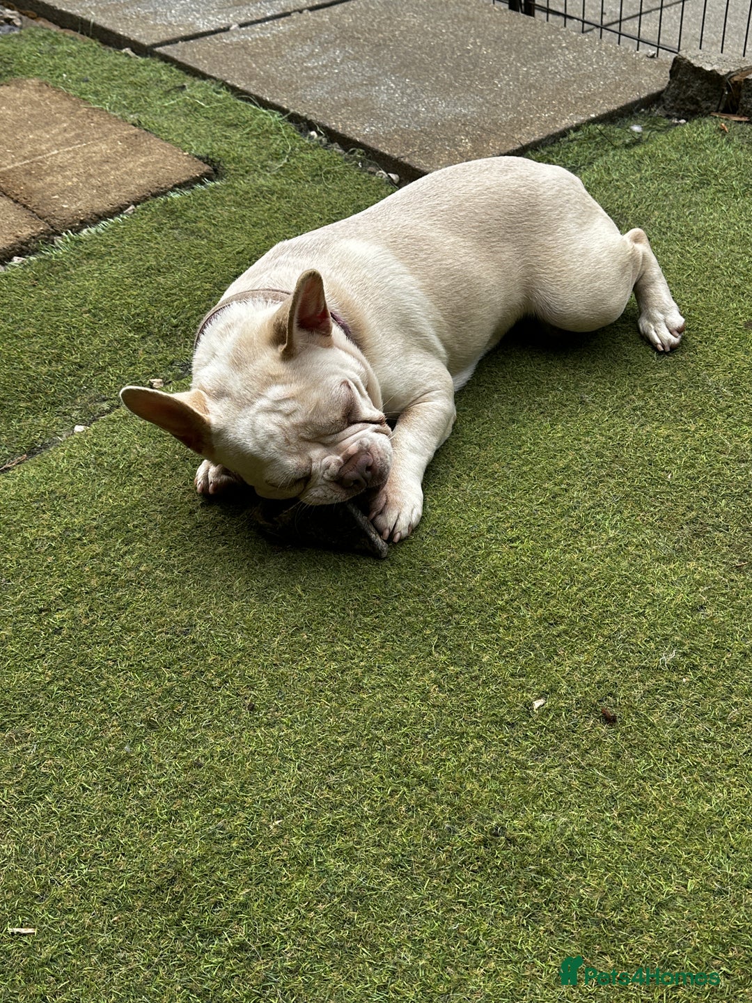 French Bulldog dogs for sale: Little Juno… - Image 2