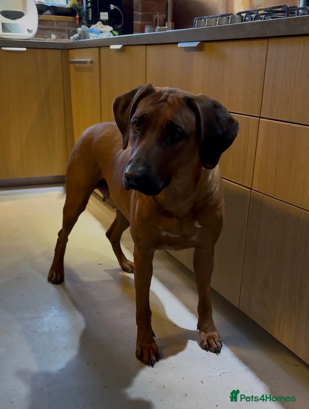 Rhodesian Ridgeback dogs for sale: Rhodesian Ridgeback  in Sale - Advert 1