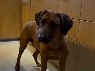 Rhodesian Ridgeback dogs Rhodesian Ridgeback - Advert 8